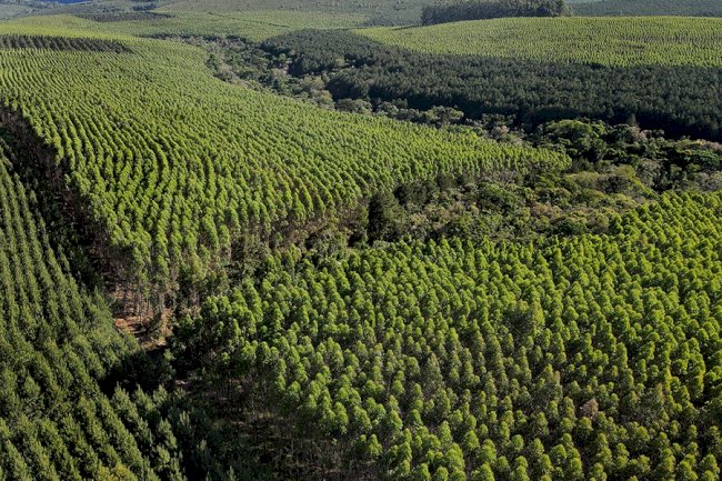 Ciência atualiza dados de estoque de carbono em plantios florestais