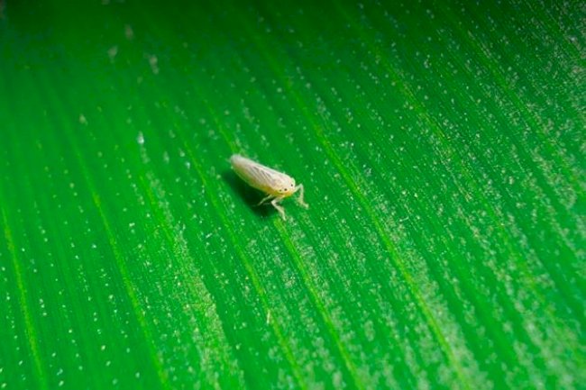 Adapar e Ministério da Agricultura monitoram praga que provoca perdas do milho no Paraná