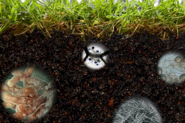 Carbono e vida no solo são destaques na Tarde de Campo do 18º ENPDP