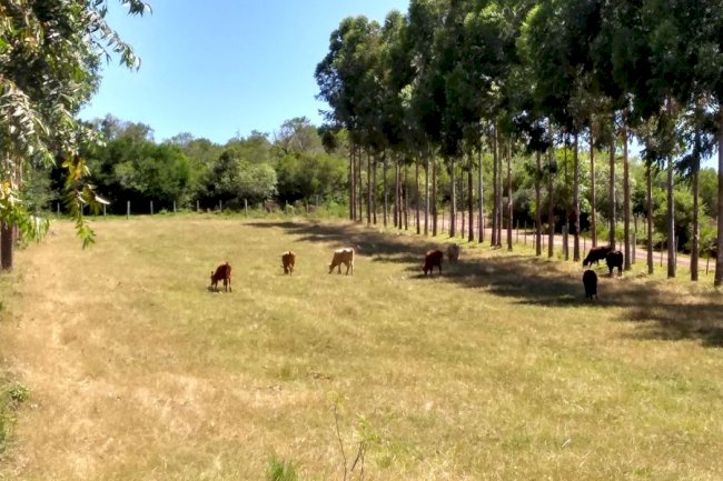 Planilha ajuda produtor a planejar plantio de árvores em ILPF