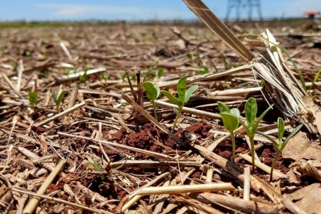 Produtores desconhecem bases da agricultura conservacionista, aponta estudo