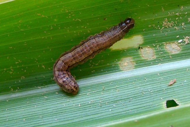 Embrapa lança seu primeiro curso on-line sobre Controle Biológico