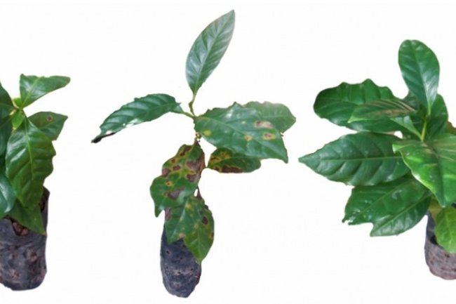 Pesquisa analisa desempenho de bactéria no combate à ferrugem do cafeeiro