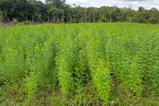 Técnicas conservacionistas garantem produção agrícola em solos arenosos