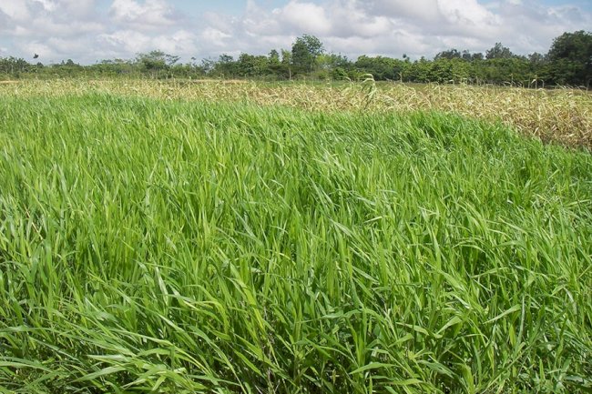 Sequenciamento do genoma de Urochloa ruziziensis potencializa melhoramento genético de espécies forrageiras