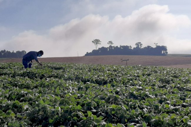 Alerta Ferrugem diminui custos de produção da soja