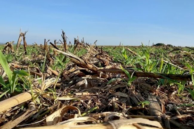 Os poderes dos solos saudáveis