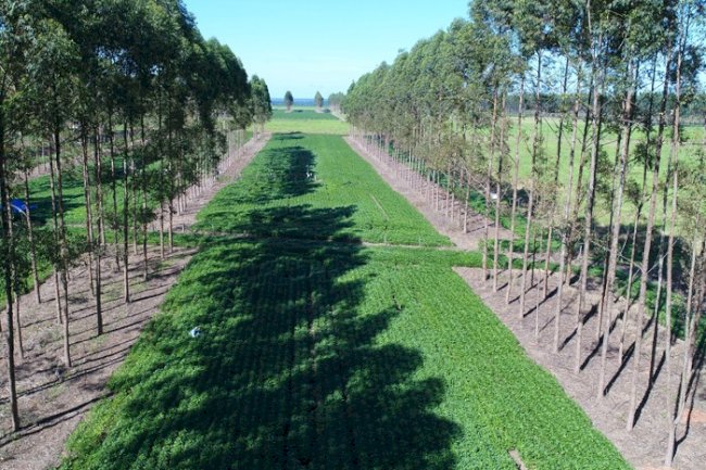 Safra 2021/2022 não teve veranicos em Mato Grosso