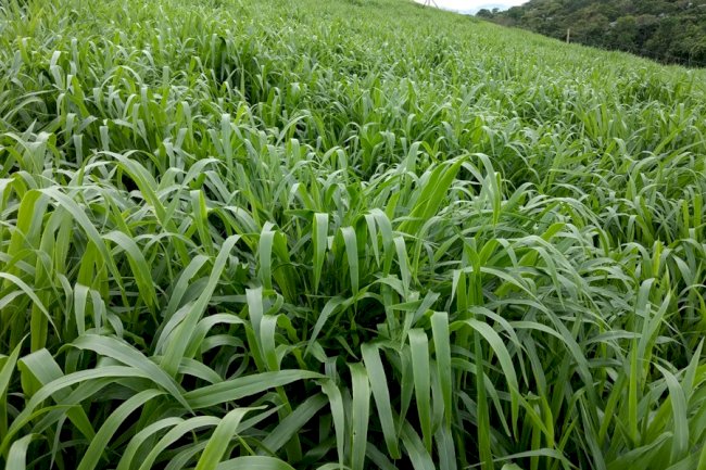 Brasil cria a sua primeira cultivar de capim Brachiaria ruziziensis