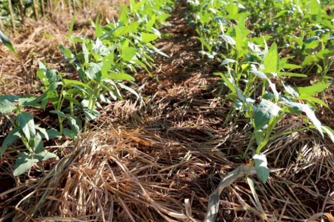 Palestra sobre Recuperação do Capital Natural abre conteúdo técnico do 18º ENPDP e 1º EMSPD