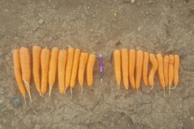 Transplante biológico entre plantas melhora produtividade de lavouras em até 30%