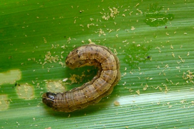 Sistema de Agricultura alerta pecuaristas sobre cuidados com pragas das pastagens