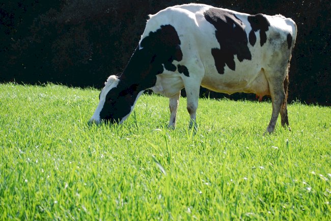 Novidades da Embrapa na Expodireto