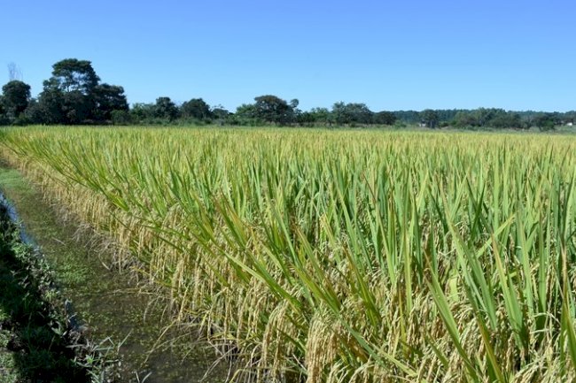 Embrapa lança cultivar de arroz irrigado para o Sistema de Produção Clearfield