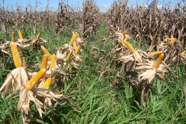 Consórcio milho-braquiária, uma alternativa segura em anos de geadas