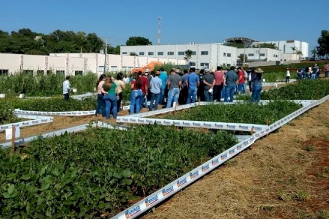 Adubos verdes são tema de encontro técnico em Maringá