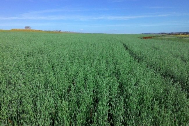 Comissão Brasileira de Pesquisa de Aveia faz reunião em Londrina