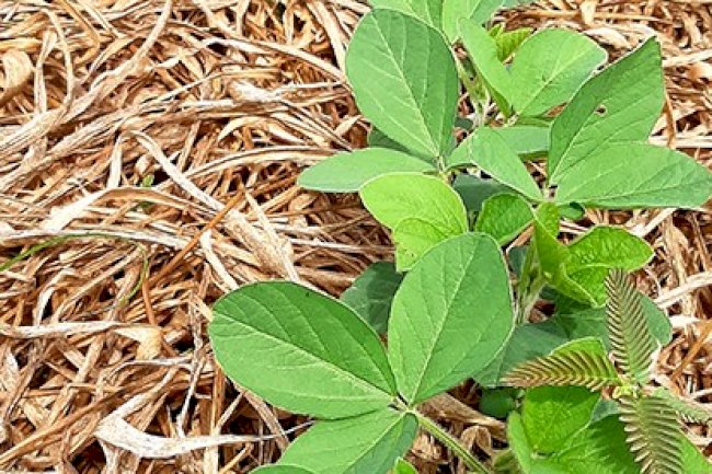 Integração lavoura-pecuária melhora produção de gado e permite soja em solos arenosos