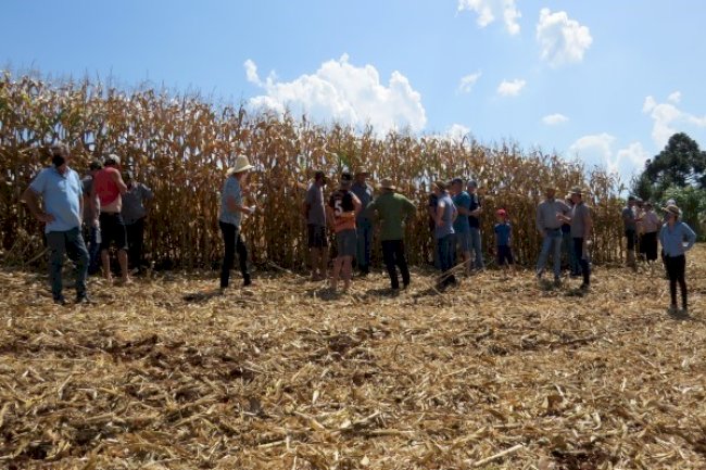 Produtor colhe mais de 200 sacas de milho em área irrigada no RS