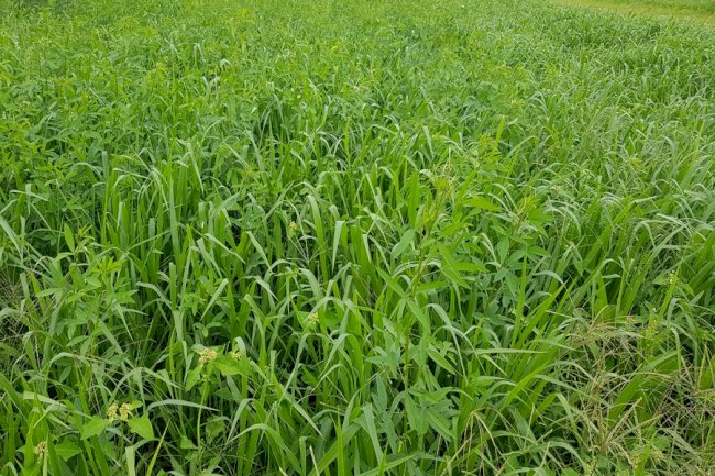 Consórcios forrageiros usados em segunda safra melhoram o solo e elevam produtividade de soja