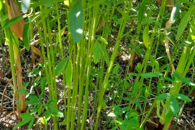 Pesquisa traz recomendação para controle de soja voluntária em consórcio de milho com crotalária