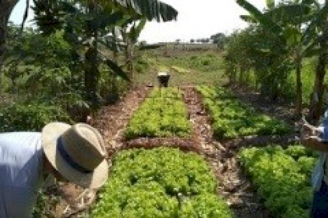 Alface irrigada em consórcio em sistema agrofloresta produz mais com uso racional da água