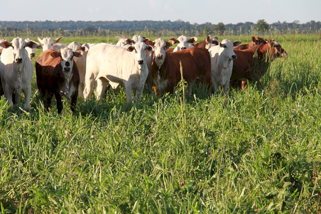 Área com sistemas lavoura-pecuária em Mato Grosso ultrapassa 2,6 milhões de hectares
