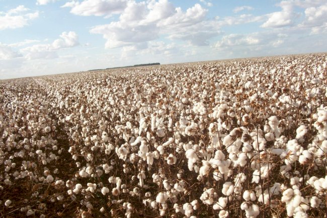 Embrapa e Abapa lançam tecnologia que envia alertas do avanço de doenças da soja e do algodão