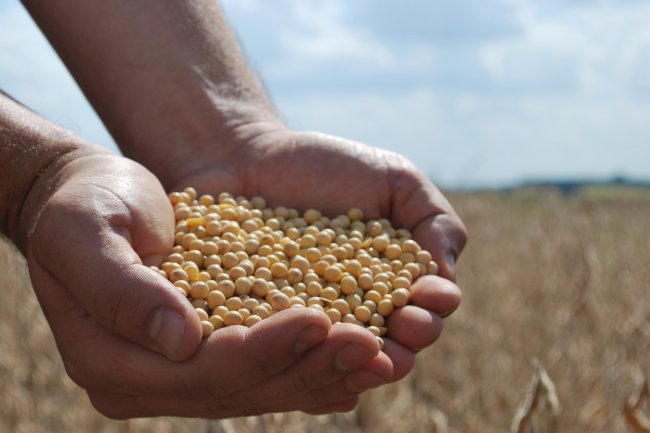 Soja RR: tecnologia Embrapa representa menor custo ao produtor no RS