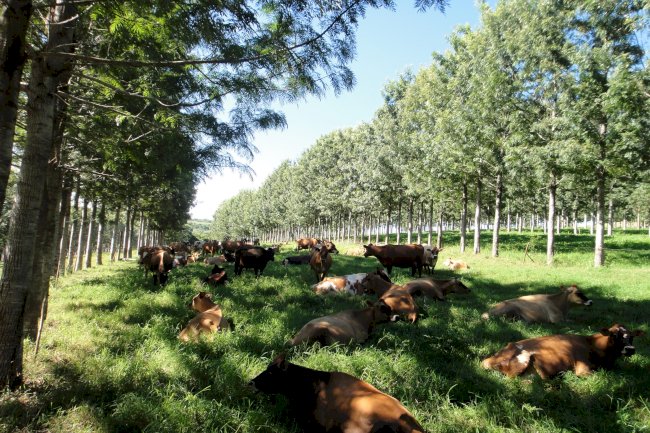 ILPF na pequena propriedade: da ciência à prática