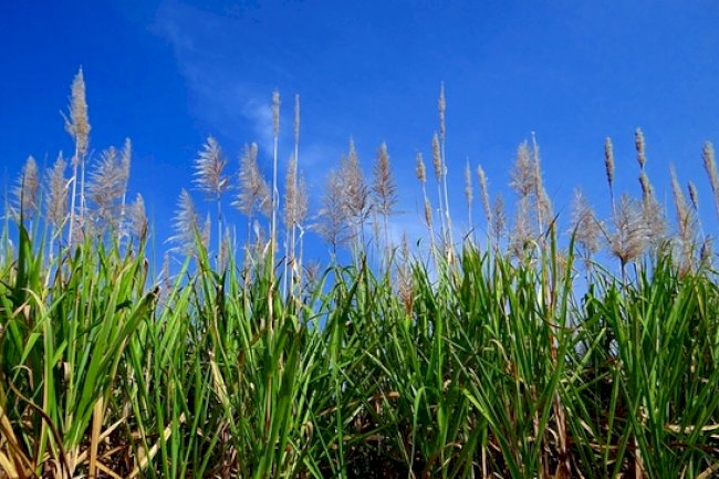 Centro que estuda fitossanidade em cana-de-açúcar oferece quatro vagas de pós-doutorado