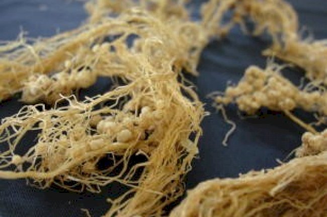 Quando avaliar a nodulação da soja?