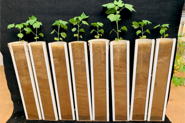 Bacillus pode ser ferramenta para controle de Fusarium e Meloidogyne, pragas do algodão