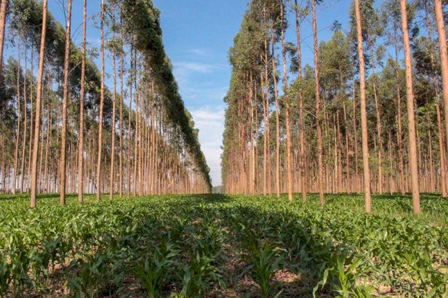 Estudo com técnica fotônica apresenta dados inéditos sobre carbono no solo