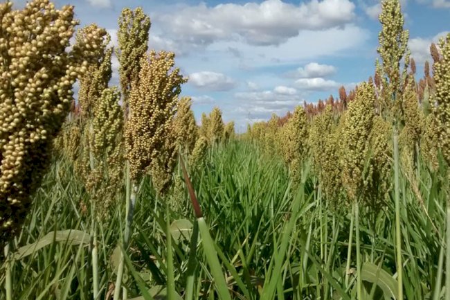 Consórcio de grãos com forrageiras controla plantas daninhas na soja