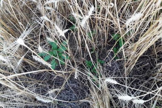 Emater/RS-Ascar orienta produtores sobre controle da buva