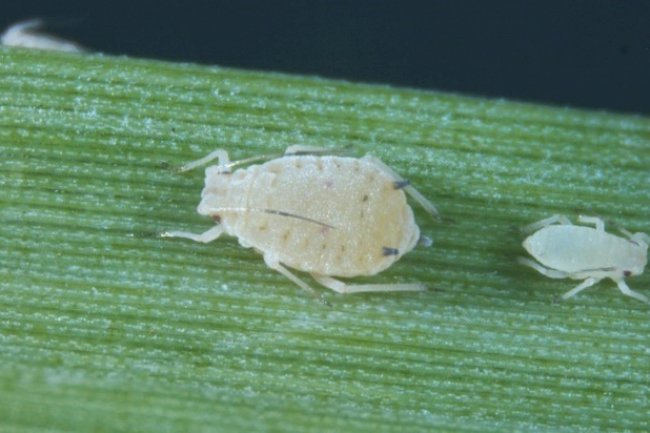 Inteligência artificial acelera a busca por marcadores de resistência da cana-de-açúcar ao amarelinho