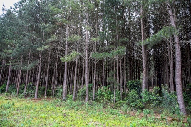 Paraná investe em programas para tornar o setor agropecuário cada vez mais sustentável