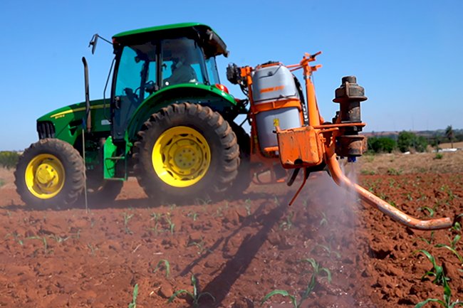 Novo bioinseticida usa microrganismo com alta eficiência no controle da lagarta-do-cartucho