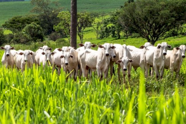 Mapa apresenta metas e tecnologias de produção sustentável para o Plano ABC+