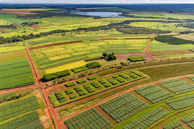 Consórcio com o milho aumenta a produção sustentável de cana-de-açúcar no Cerrado
