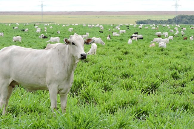 Monitoramento remoto irá mapear a intensificação sustentável da agricultura brasileira