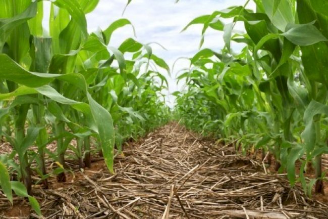 O Dia Nacional do Plantio Direto precisa do seu voto