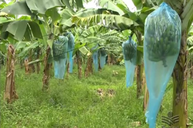 Banana em Sistema Plantio Direto é destaque na TV Epagri