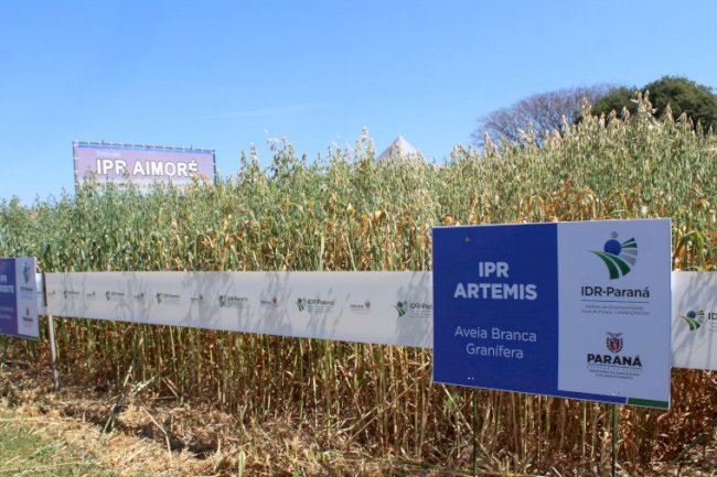 Paraná ganha programa para fomentar cultivo de cereais de inverno