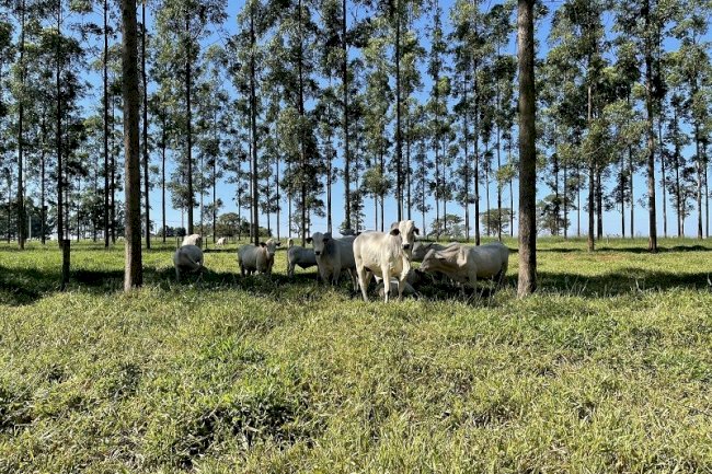 ILPF melhora fertilidade e aumenta retenção de água no solo