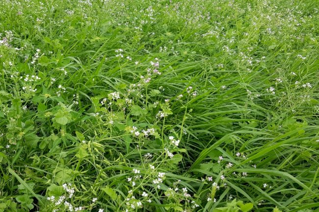 Por que usar consórcios forrageiros na segunda safra?