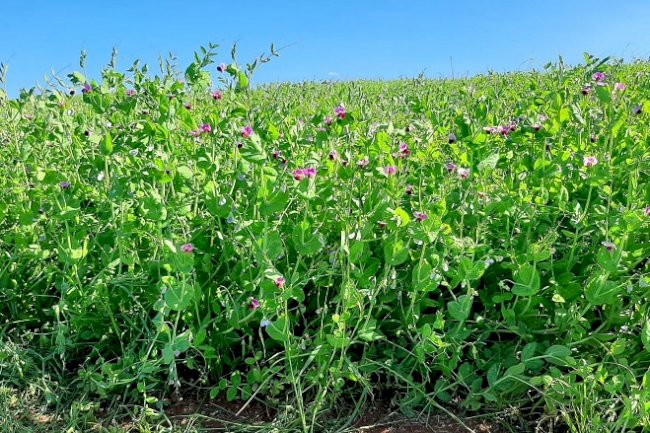 BRS Sulina: cultivar de ervilha é testada com sucesso para adubação verde e cobertura de solo