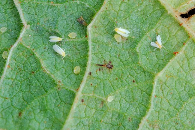 Bioinseticida para controle da mosca-branca chega ao mercado