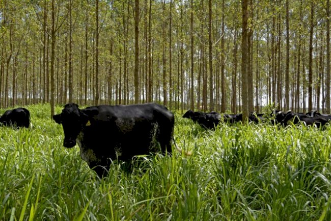 É possível reverter as emissões de gases de efeito estufa?